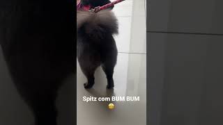 SPITZ COM BUMBUM [upl. by Gaskill193]