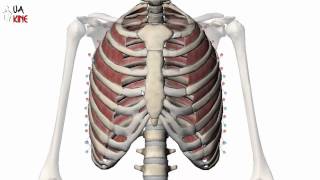 Anatomía Músculos Intercostales Características [upl. by Mis]