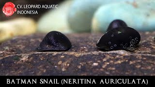 Neritina auriculata BATMAN SNAIL the HERO of your tank Leopard Aquatic W013A [upl. by Napoleon]