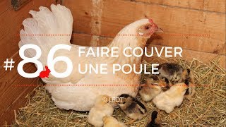 FAIRE COUVER UNE POULE│LFDT 86 [upl. by Telfer]