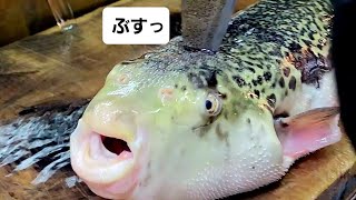 【職人技】100年続く魚屋のトラフグ捌き方・下処理・刺身How to prepare large fish [upl. by Eterg]