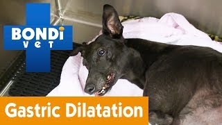 How To Know Your Has Pet Gastric Dilatation Volvulus  Pet Health [upl. by Aicirtap]