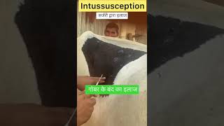 Intussusception l impaction of rumen l dr umar khan [upl. by Savanna]