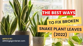 The Best Ways To Fix Broken Snake Plant Leaves 2022 [upl. by Aneetak]