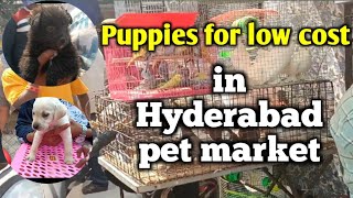 Low cost puppies for sale in Hyderabad pet market  keerthi puppy vlogs telugu [upl. by Gaudette454]