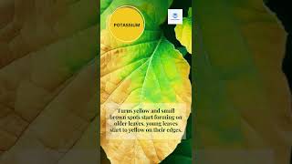 NUTRIENT DEFICIENCY IN PLANT youtubeshorts plants nutrients [upl. by Dimphia]