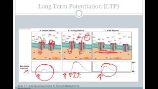 SJSU Neurophysiology  Lecture 8  Synaptic Plasticity [upl. by Borman]