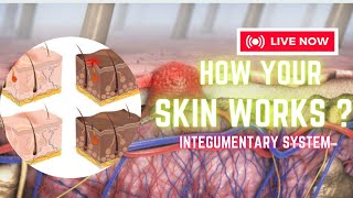 How Your Skin Works Integumentry System  Dr Academy [upl. by Ahsiket]