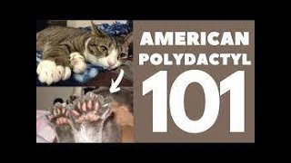 Top 10 Purr fect Facts About American Polydactyl Cats [upl. by Nrevel]