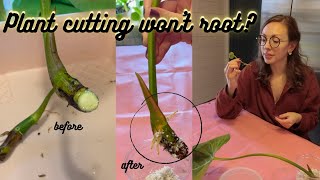 What to do when cuttings wont root  Plant Propagation Tricks [upl. by Amery]