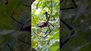 A huge female Gigantism Nephila pilipes spider 🕸️ spider beautiful animal wildlife nature [upl. by Navannod]