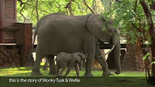 Under the Wild Mango Tree  the Elephants of Mfuwe Lodge [upl. by Ibrik]