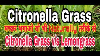 Secrets of Citronella Plant Benefits Care and More  Citronella Grass [upl. by Las]