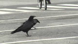 Ravens Hop in San Francisco [upl. by Ahsimek972]