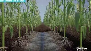 Subsurface Drip Irrigation for Corn [upl. by Reiko692]