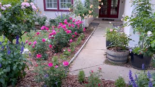 A Tour of My Personal Rose Garden [upl. by Eustazio]