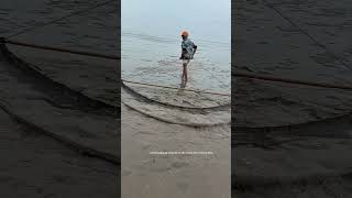 Use Special Fishing Net Tool To Collect Bullacta Exaratas On The Beach After Fall Of Tide [upl. by Orodoet]