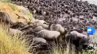 Great migration of wildebeests [upl. by Sugar]