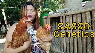 HUBBARD OR SASSO BAKIT MAGKAIBA KULAY NILA BACKYARD FARMING PHILIPPINES [upl. by Niwhsa]