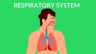 Respiratory System  How we breathe  Video for kids [upl. by Ocker]