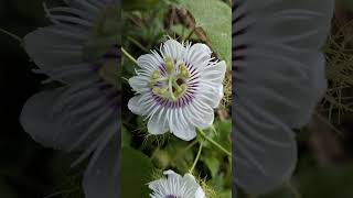 Wild flower shortvideo nature wildflowers flowers wildphotography [upl. by Sherourd5]