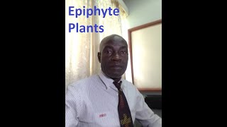 Epiphyte plants [upl. by Africah]