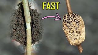 AIR LAYERING RESULTS – QUICKEST METHOD OF CLASSIC AIR LAYERING TO PROPAGATE PLANTS [upl. by Lotsyrk]