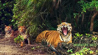 Sundarban National Park Tourism 2021  Tiger Reserve Sundarban forest animals [upl. by Ecinnej]