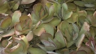 Gardening Care for Kalanchoe  Gardening Advice [upl. by Ditzel571]