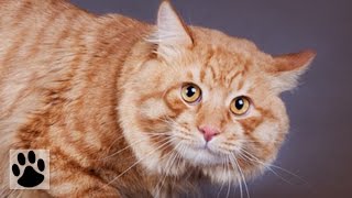 Породы кошек  Курильский бобтейл Kurilian Bobtail Cat Breed [upl. by Asital]