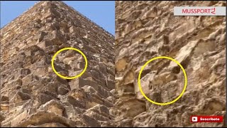 Perrito conquista la cima de la pirámide de Giza en Egipto y baja como si nada [upl. by Tiloine]