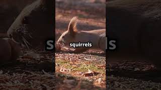 Mind Blowing Facts Squirrels shorts animals funfacts informative [upl. by Sonny]