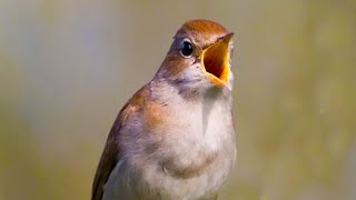 ONE HOUR NIGHTINGALE SONG  HD RELAXING SOUND  BIRD TRAINING  COMMON NIGHTINGALE  slavík obecný [upl. by Rodablas]