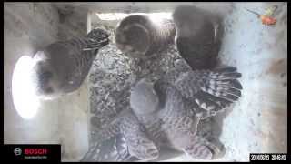 2014 KestrelCam Fledging [upl. by Amalberga648]