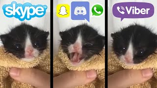 Kitten Meows but Social Media ringtones [upl. by Adnac]