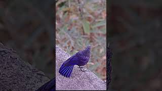 The Enchanting Call and Dance of the Blue Whistling Thrush [upl. by Asilef]