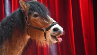 Spindler Family  Comedy Horse Act  Lörracher Weihnachtscircus 2324 [upl. by Jankell307]