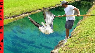 CATCHING GIANT Migrating INVASIVE FISH with MEGA NET in SHALLOW CLEAR WATER DITCH [upl. by Leonore]