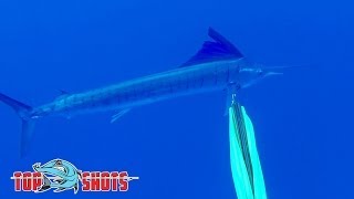 Spearfishing Sailfish  in the Coral Sea [upl. by Bailie]