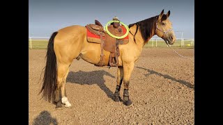 75K LTE USTRC amp BFI Jr Head horse 2011 AQHA 151h buckskin geld 35K [upl. by Robbert]