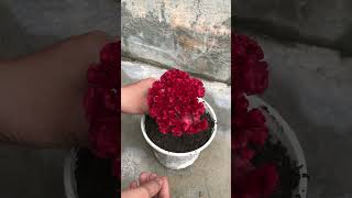 Techniques for growing Celosia cristata L [upl. by Sremmus576]