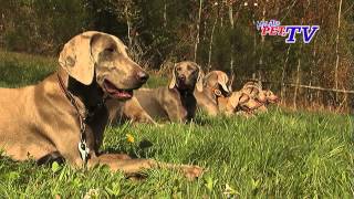 Weimaraner Informationen zur Rasse [upl. by Oswal826]