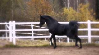 Shadeed El Aswad black Straight Egyptian stallion for sale [upl. by Prochora]