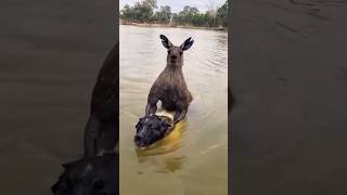 Dogs vs Kangaroos The dogs didnt expect this shorts shortvideo [upl. by Eissahc100]