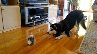 FUNNIEST Huskies 🤣  15 Minutes Best Videos [upl. by Kowatch]