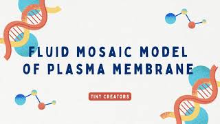 Fluid mosaic model of plasma membrane [upl. by Antoine]