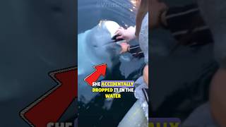 🐋Beluga Returns Phone That Fell Into the Water📱 Head Of Beluga Whales [upl. by Selma310]