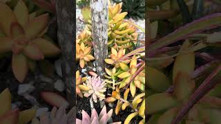 Bromeliad bromeliads gardenflowers greenplanthouse [upl. by Nottus]