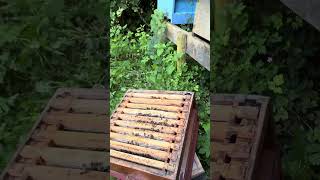 A Day in the Apiary 🐝✨ Bees on the Honeycomb and Scenic Hive Views beekeeping hivelife nature [upl. by Knorring]