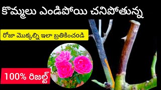 Rose dieback disease causes and treatment in telugu [upl. by Ynolem906]